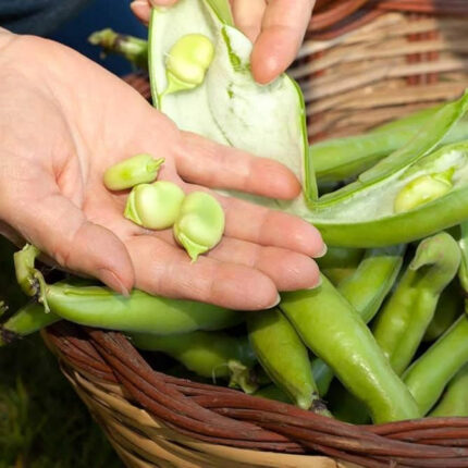 Broad Beans