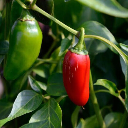 Green & Red Jalapeno Peppers